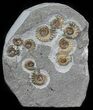 Promicroceras Ammonite Cluster - Dorset, England #65363-1